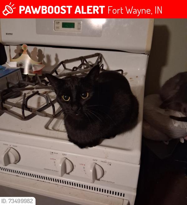 Lost Female Cat last seen Country Court ests by the office, Fort Wayne, IN 46816