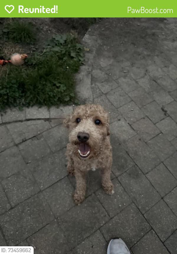 Reunited Male Dog last seen Headed towards Andrew’s elementary school, Three Rivers, MI 49093