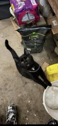 Lost Female Cat last seen Tucker Rd, Syracuse, NY 13215