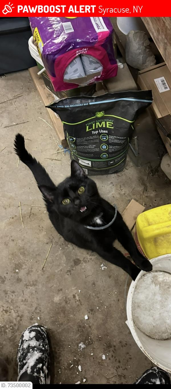 Lost Female Cat last seen Tucker Rd, Syracuse, NY 13215