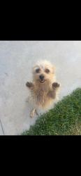 Lost Female Dog last seen By Dubesor St, La Puente, CA 91744