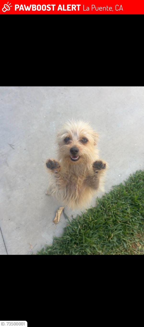 Lost Female Dog last seen By Dubesor St, La Puente, CA 91744