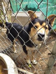 Found/Stray Unknown Dog last seen Bain and Bellegrave, Jurupa Valley, CA 91752