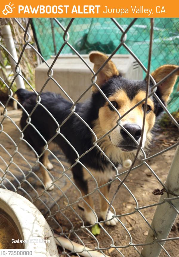Found/Stray Unknown Dog last seen Bain and Bellegrave, Jurupa Valley, CA 91752