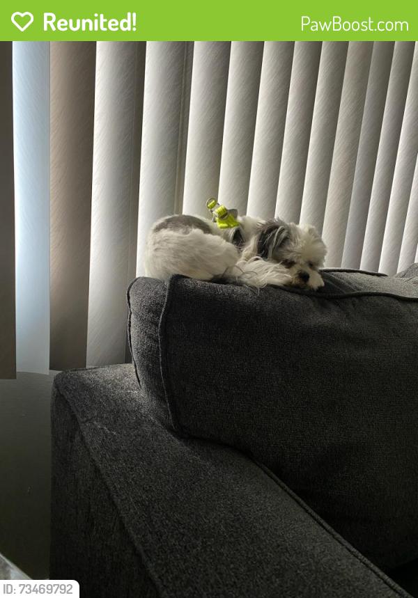 Reunited Male Dog last seen Bailey St, Pleasant St, Worcester, MA 01602