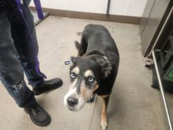 Shelter Stray Male Dog last seen , 4000 N Silverbell Rd, Tucson, AZ 85745, USA