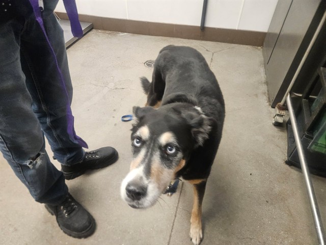Shelter Stray Male Dog last seen , 4000 N Silverbell Rd, Tucson, AZ 85745, USA