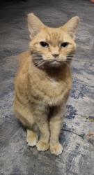 Reunited Female Cat last seen N. Crawford & N. Salem Avenue hse, Portland, OR 97203