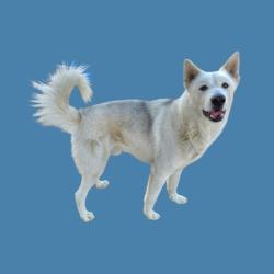 Shelter Stray Male Dog last seen Near BLOCK S EDISON RD, BAKERSFIELD CA 93307, 3951 Fruitvale Ave, Bakersfield, CA 93308, USA