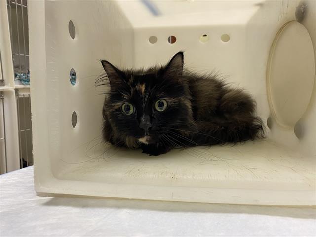 Shelter Stray Female Cat last seen Near BLOCK S BURRELL ST, 3839 W Burnham St, West Milwaukee, WI 53215, USA