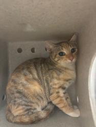 Shelter Stray Unknown Cat last seen , 232 Eslinger Way, Sanford, FL 32773, USA
