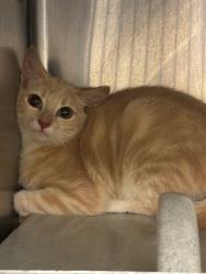 Shelter Stray Unknown Cat last seen , 232 Eslinger Way, Sanford, FL 32773, USA