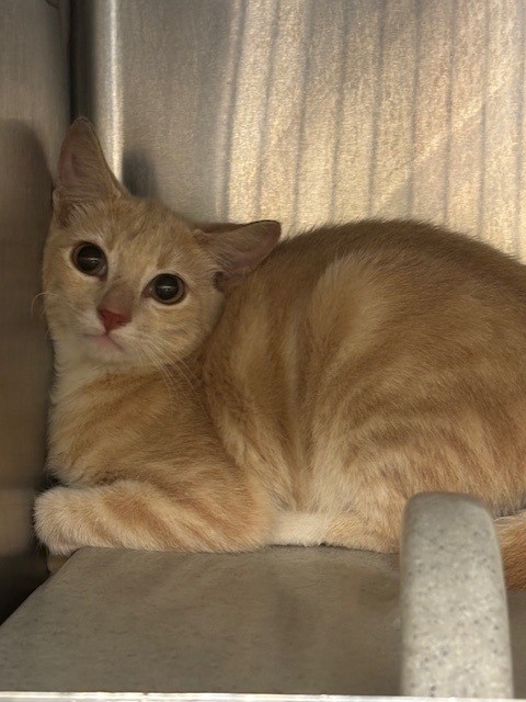 Shelter Stray Unknown Cat last seen , 232 Eslinger Way, Sanford, FL 32773, USA