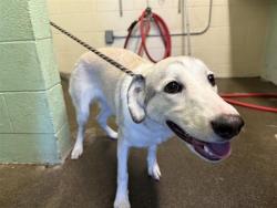 Shelter Stray Female Dog last seen FONG RANCH RD & SAN JUAN RD, 2127 Front St, Sacramento, CA 95818, USA
