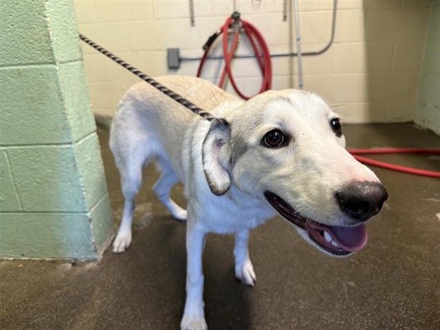 Shelter Stray Female Dog last seen FONG RANCH RD & SAN JUAN RD, 2127 Front St, Sacramento, CA 95818, USA
