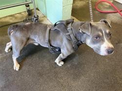 Shelter Stray Male Dog last seen FLORIN RD & 24TH ST, 2127 Front St, Sacramento, CA 95818, USA