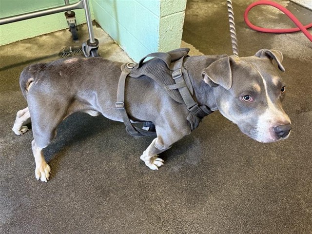 Shelter Stray Male Dog last seen FLORIN RD & 24TH ST, 2127 Front St, Sacramento, CA 95818, USA