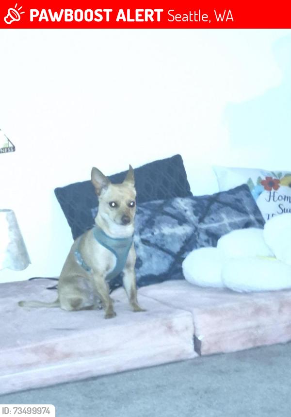 Lost Male Dog last seen Squire park, Seattle, WA 98122
