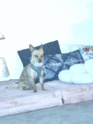Lost Male Dog last seen Squire park, Seattle, WA 98122