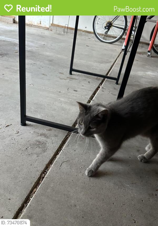 Reunited Unknown Cat last seen Near University Elementary, Bloomington, IN 47408