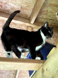 Lost Female Cat last seen Allgood Road NE, Marietta, GA 30062