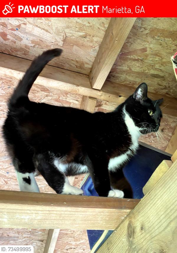 Lost Female Cat last seen Allgood Road NE, Marietta, GA 30062