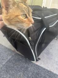 Found/Stray Unknown Cat last seen Navajo st, Westminster, CA 92683