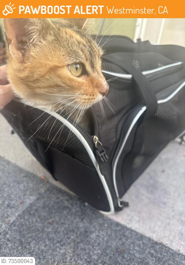 Found/Stray Unknown Cat last seen Navajo st, Westminster, CA 92683