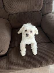 Reunited Male Dog last seen Berwick drive and Charger, San Diego, CA 92117