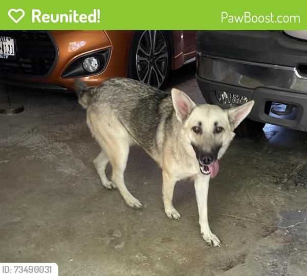 Reunited Female Dog last seen Home, Crowley, TX 76036