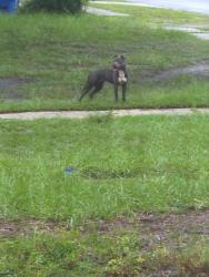 Found/Stray Female Dog last seen 18th Ave s, St. Petersburg, FL 33711
