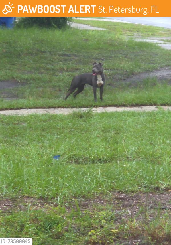 Found/Stray Female Dog last seen 18th Ave s, St. Petersburg, FL 33711
