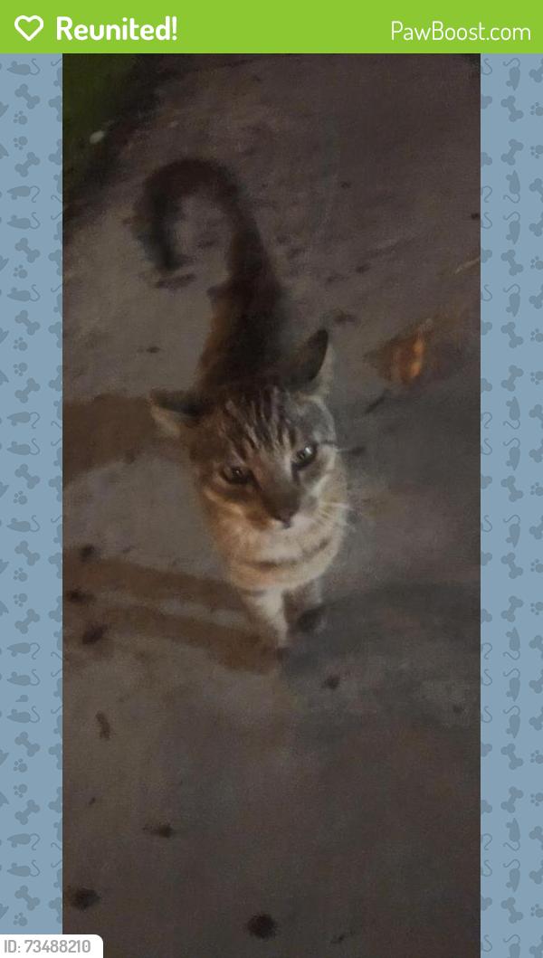 Reunited Unknown Cat last seen Azuaga street, San Diego, CA 92129