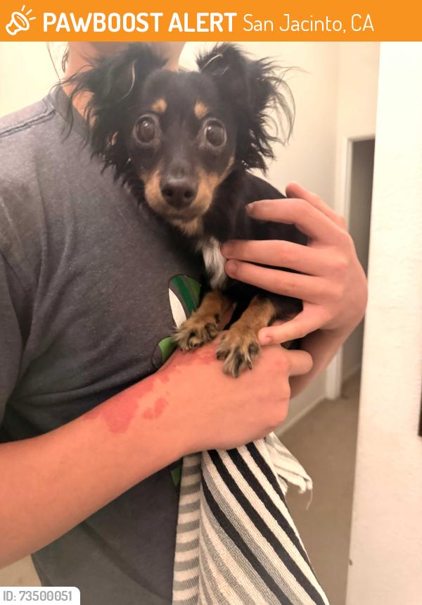 Found/Stray Unknown Dog last seen Airlift St and Gilbert Pl San Jacinto CA, San Jacinto, CA 92583