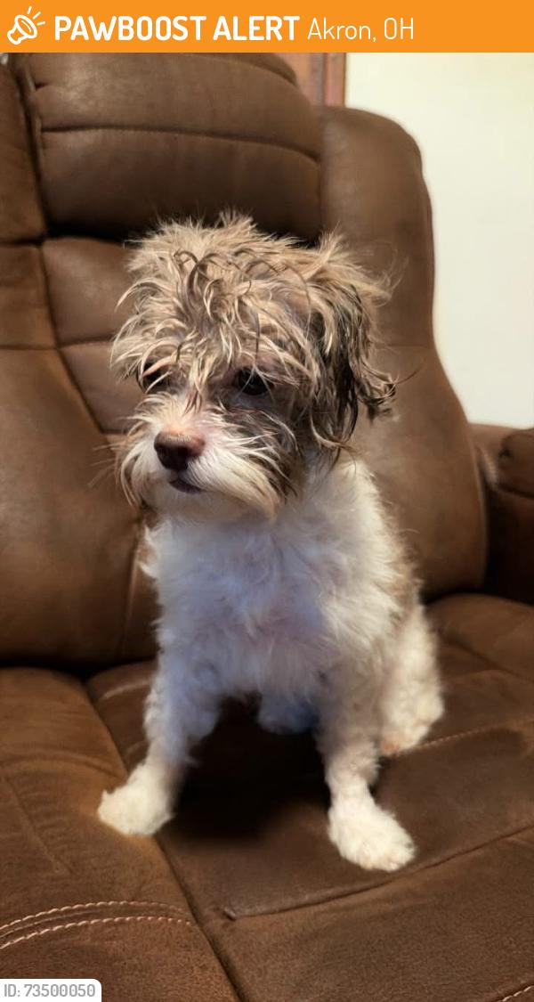 Found/Stray Female Dog last seen Dayton Street, Akron, OH 44310