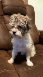 Found/Stray Female Dog last seen Dayton Street, Akron, OH 44310
