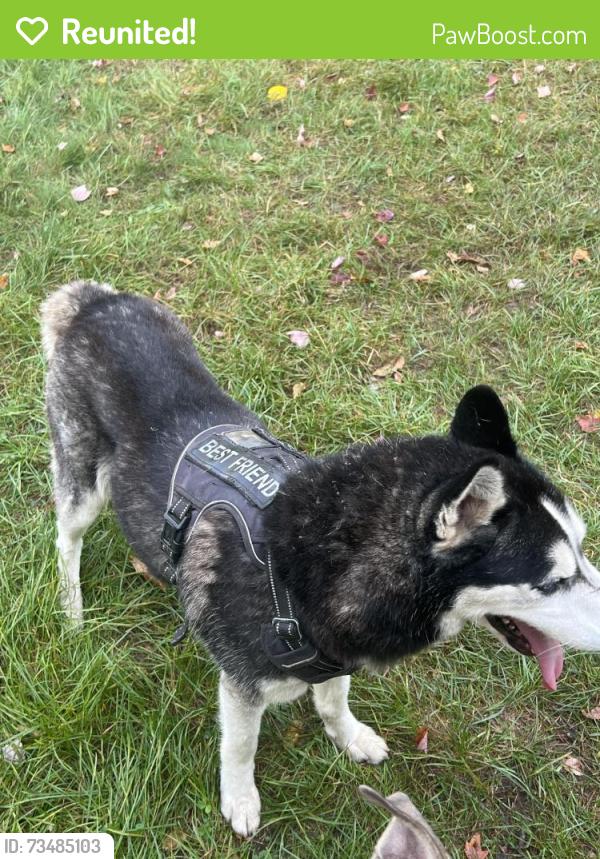 Reunited Male Dog last seen State st and McCarthy, Ypsilanti Township, MI 48197