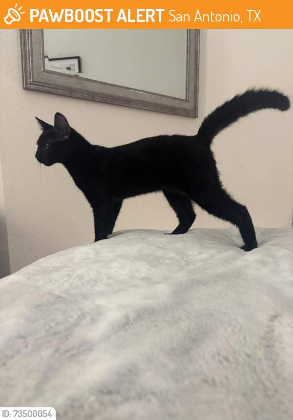 Found/Stray Male Cat last seen Near Violeta way, San Antonio, TX 78211