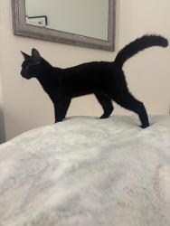 Found/Stray Male Cat last seen Near Violeta way, San Antonio, TX 78211