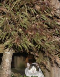Reunited Unknown Cat last seen Signal mountain TN, Signal Mountain, TN 37377