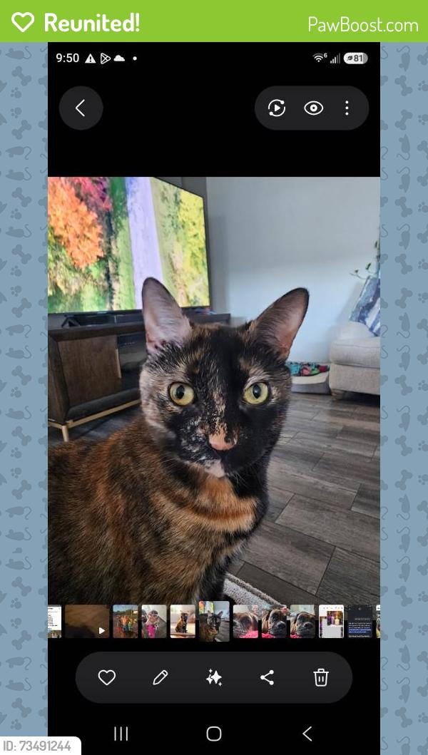 Reunited Female Cat last seen Fm758, New Braunfels, TX 78130