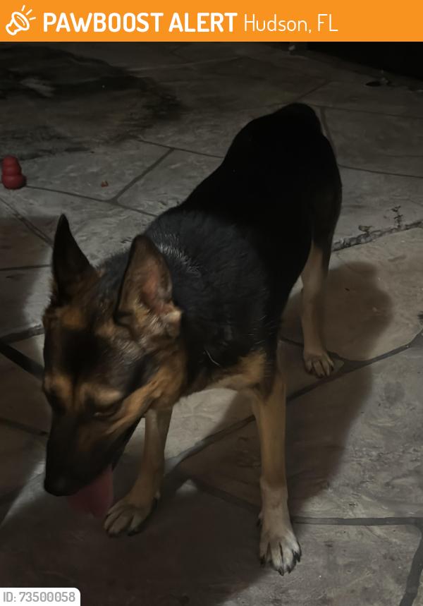 Found/Stray Female Dog last seen Clayton blvd hudson fl, Hudson, FL 34668