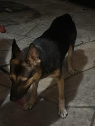Found/Stray Female Dog last seen Clayton blvd hudson fl, Hudson, FL 34668