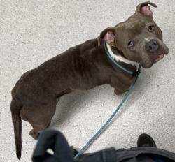 Shelter Stray Female Dog last seen e 9th st, Oakland, CA, 1101 29th Ave, Oakland, CA 94601, USA