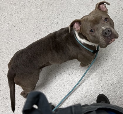 Shelter Stray Female Dog last seen e 9th st, Oakland, CA, 1101 29th Ave, Oakland, CA 94601, USA
