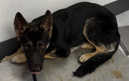Shelter Stray Female Dog last seen 89th ave and foothill, Oakland, CA, 1101 29th Ave, Oakland, CA 94601, USA