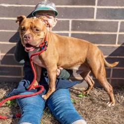Shelter Stray Male Dog last seen Near Edgemore drive SE, Atlanta, Ga, 30316, 30316, GA, 3280 Chamblee Dunwoody Rd, Chamblee, GA 30341, USA