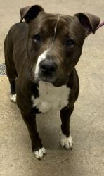 Shelter Stray Male Dog last seen Near S Ridge, 2nd District, OH, 9203 Detroit Ave, Cleveland, OH 44102, USA
