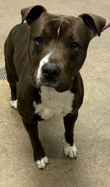 Shelter Stray Male Dog last seen Near S Ridge, 2nd District, OH, 9203 Detroit Ave, Cleveland, OH 44102, USA