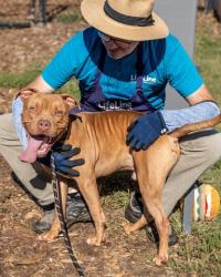 Shelter Stray Male Dog last seen Near COLUMBIA DR, 30034, GA, 3280 Chamblee Dunwoody Rd, Chamblee, GA 30341, USA